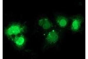 Immunofluorescence (IF) image for anti-Nonhomologous End-Joining Factor 1 (NHEJ1) antibody (ABIN1499729) (NHEJ1 Antikörper)