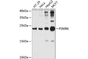 Western blot analysis of extracts of various cell lines, using PSMB6 antibody (ABIN1682336, ABIN3018469, ABIN3018470 and ABIN6220475) at 1:1000 dilution. (PSMB6 Antikörper  (AA 35-239))