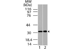 Image no. 1 for anti-Homeobox A9 (HOXA9) antibody (ABIN5027734) (HOXA9 Antikörper)