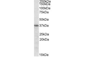 Image no. 1 for anti-Heme Oxygenase (Decycling) 2 (HMOX2) (Internal Region) antibody (ABIN401519) (HMOX2 Antikörper  (Internal Region))