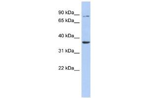 WB Suggested Anti-HS3ST1 Antibody Titration:  0.