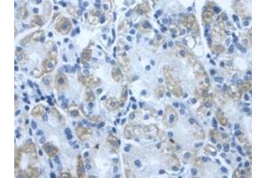 DAB staining on IHC-P; Samples: Human Stomach Tissue (DLD Antikörper  (AA 280-487))