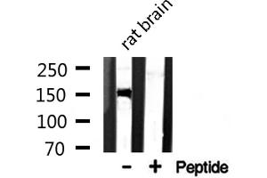 Western blot analysis of CAF1A expression in Rat brain lysate (CHAF1A Antikörper  (Internal Region))