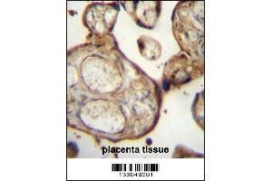 SGPP1 Antibody immunohistochemistry analysis in formalin fixed and paraffin embedded human placenta tissue followed by peroxidase conjugation of the secondary antibody and DAB staining. (SGPP1 Antikörper  (N-Term))