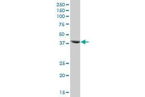 BCKDK MaxPab polyclonal antibody. (BCKDK Antikörper  (AA 1-412))