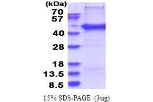SDS-PAGE (SDS) image for SERTA Domain Containing 2 (SERTAD2) (AA 1-314) protein (His tag) (ABIN6387461)