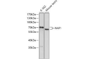 Western blot analysis of extracts of various cell lines, using N antibody (ABIN7269026) at 1:1000 dilution. (NAF1 Antikörper  (AA 150-400))