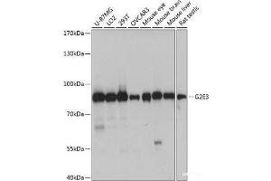 Western blot analysis of extracts of various cell lines using G2E3 Polyclonal Antibody at dilution of 1:1000. (G2E3 Antikörper)