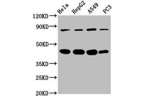 Western Blot Positive WB detected in: Hela whole cell lysate, HepG2 whole cell lysate, A549 whole cell lysate, PC-3 whole cell lysate All lanes: PIK3R6 antibody at 3. (PIK3R6 Antikörper  (Regulatory Subunit 6))