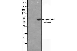 Western blot analysis of Akt1 phosphorylation expression in PDGF treated NIH-3T3 whole cell lysates,The lane on the left is treated with the antigen-specific peptide. (AKT1 Antikörper  (pThr450))