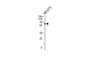 Western blot analysis of lysate from mouse NIH/3T3 cell line, using RYK Antibody  (ABIN392050 and ABIN2841818). (RYK Antikörper  (AA 160-190))