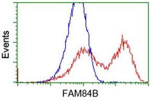 HEK293T cells transfected with either RC207996 overexpress plasmid (Red) or empty vector control plasmid (Blue) were immunostained by anti-FAM84B antibody (ABIN2453033), and then analyzed by flow cytometry. (FAM84B Antikörper)