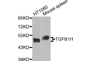 Western blot analysis of extracts of various cell lines, using TGFB1I1 antibody. (TGFB1I1 Antikörper)