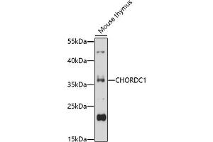 Western blot analysis of extracts of mouse thymus, using CHORDC1 antibody (ABIN7266619) at 1:1000 dilution. (CHORDC1 Antikörper  (AA 60-160))