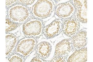 ABIN6259171 and ABIN6275708 at 1/100 staining Rat testis tissue by IHC-P. (RAD51C Antikörper  (Internal Region))