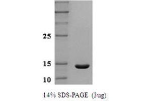 SDS-PAGE (SDS) image for Leptin (LEP) protein (ABIN666843)