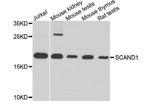 Western blot analysis of extract of various cells, using SCAND1 antibody. (SCAND1 Antikörper)