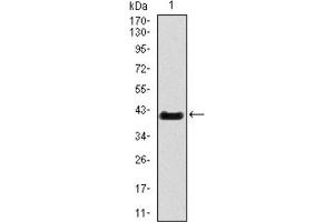 Western Blotting (WB) image for anti-T Antigen (AA 218-352) antibody (ABIN1845735) (T Antigen (AA 218-352) Antikörper)