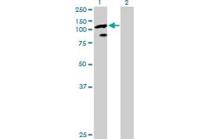 Western Blot analysis of TCEB3 expression in transfected 293T cell line by TCEB3 MaxPab polyclonal antibody. (TCEB3 Antikörper  (AA 1-772))