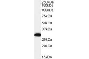 Image no. 1 for anti-EF-Hand Domain Family, Member D2 (EFHD2) (C-Term) antibody (ABIN374490)