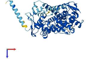 CYP2C8 Protein (AA 1-490) (His tag)