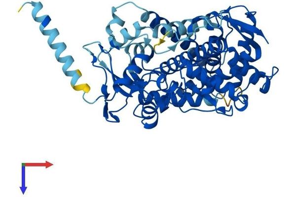 CYP2C8 Protein (AA 1-490) (His tag)