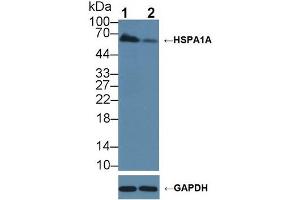 Western blot analysis of (1) Wild-type A549 cell lysate, and (2) HSPA1A knockout A549 cell lysate, using Rabbit Anti-Human HSPA1A Antibody (3 µg/ml) and HRP-conjugated Goat Anti-Mouse antibody (abx400001, 0. (HSP70 1A Antikörper  (AA 285-641))
