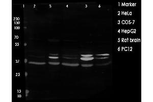anti-Mitogen-Activated Protein Kinase 1/3 (MAPK1/3) antibody
