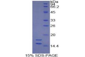 SDS-PAGE analysis of Guinea Pig Interleukin 1 alpha Protein. (IL1A Protein)