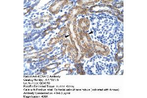 Human kidney (KCNA10 Antikörper  (Middle Region))