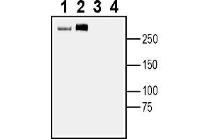 Western blot analysis of mouse brain lysates (lanes 1 and 3) and rat brain lysates (lanes 2 and 4):1-2.