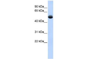 WB Suggested Anti-TRAM1L1 Antibody Titration: 0.