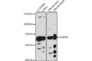 Western blot analysis of extracts of various cell lines, using USP14 antibody  at 1:1000 dilution. (USP14 Antikörper)