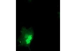 Immunofluorescence (IF) image for anti-Oligonucleotide/oligosaccharide-Binding Fold Containing 1 (OBFC1) antibody (ABIN1499908) (OBFC1 Antikörper)