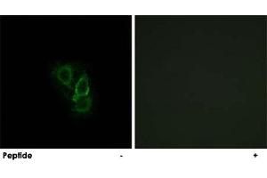 Immunofluorescence analysis of A-549 cells, using RRAD polyclonal antibody . (RRAD Antikörper)