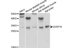 Western blot analysis of extracts of various cell lines, using DUSP19 antibody (ABIN1882354) at 1:1000 dilution. (DUSP19 Antikörper)