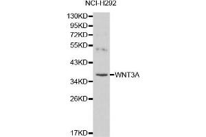 Western blot analysis of NCI-H292 cell lysate using WNT3A antibody. (WNT3A Antikörper  (AA 1-352))