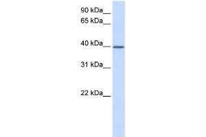 WB Suggested Anti-TCEA3 Antibody Titration:  0.