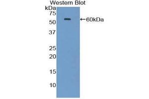 Western Blotting (WB) image for anti-Heat Shock 70kDa Protein 1A (HSPA1A) (AA 1-641) antibody (ABIN1078112) (HSP70 1A Antikörper  (AA 1-641))