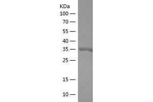 Western Blotting (WB) image for COX-1 (AA 391-496) protein (His-IF2DI Tag) (ABIN7122488) (COX-1 Protein (AA 391-496) (His-IF2DI Tag))