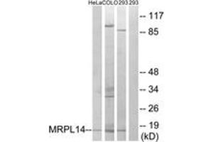 Western blot analysis of extracts from 293/HeLa/COLO cells, using MRPL14 Antibody.
