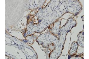 Immunostaining (ISt) image for anti-Alkaline Phosphatase, Placental-Like 2 (ALPPL2) (AA 365-454) antibody (ABIN513284)