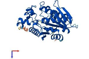 AFMID Protein (AA 1-305) (His tag)