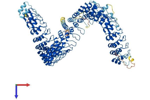 ANKRD44 Protein (AA 1-993) (His tag)