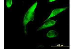 Immunofluorescence (IF) image for anti-FK506 Binding Protein 4, 59kDa (FKBP4) (AA 1-459) antibody (ABIN515666)