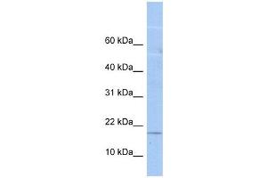 LOC652618 antibody used at 1 ug/ml to detect target protein. (LOC652618 Antikörper  (N-Term))