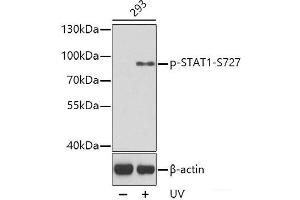 Western blot analysis of extracts from 293 cells using Phospho-STAT1(S727) Polyclonal Antibody. (STAT1 Antikörper  (pSer727))