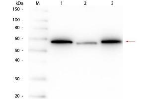 Western Blot of Mouse anti-AKT Monoclonal Antibody. (AKT1 Antikörper  (C-Term))
