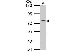 WB Image Sample (30 ug of whole cell lysate) A: Hep G2 , 7. (ZNF143 Antikörper  (C-Term))