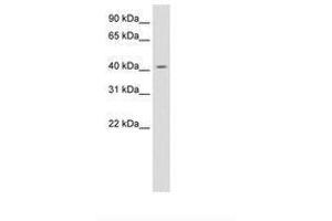 Image no. 1 for anti-Jun D Proto-Oncogene (JUND) (AA 273-322) antibody (ABIN6736130) (JunD Antikörper  (AA 273-322))